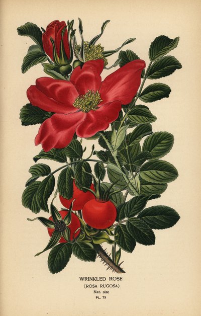 Vrásčitá růže, Rosa rugosa. od Désiré Georges Jean Marie Bois