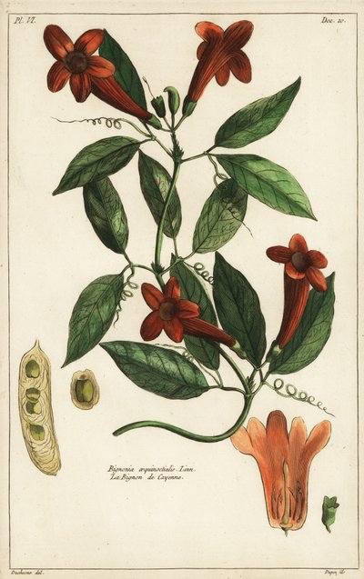 Česneková réva, Bignonia equinoctialis, Linn od Duchesne Duchesne