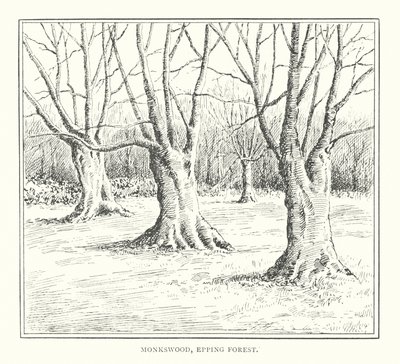 Monkswood, Epping Forest (litografie) od Duncan Moul