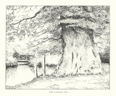 The Walkern Oak (litografie) od Duncan Moul