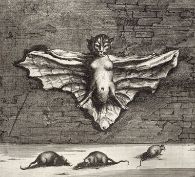 Netopýr známý jako létající kočka, z Číny Ilustroval Athanasius Kircher (1601-80) 1667 od Dutch School