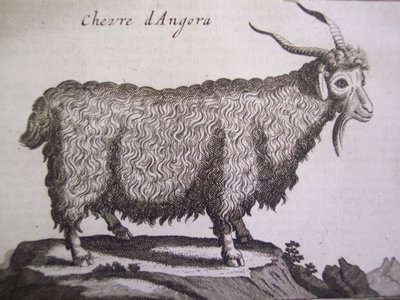 Angorská koza, z Relation dun Voyage du Levant od Josepha Pittona de Tournefort, Amsterdam, 1718 od Dutch School
