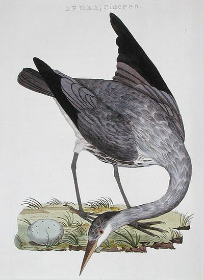 Heron, vydané v Amsterdamu od Dutch School