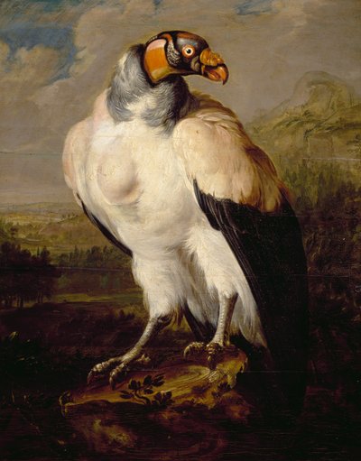 King Vulture, obraz holandského neznámého umělce, Nizozemsko od Dutch School