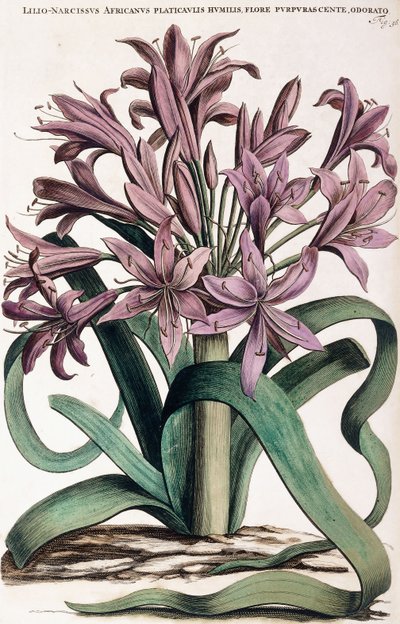 Lillio-Narcissus, 1697-1701 od Dutch School