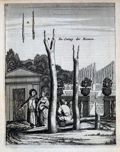 Lípy a pomerančovníky, z De Nederlandze Hesperides od Jana Commelina, vydáno 1676 od Dutch School
