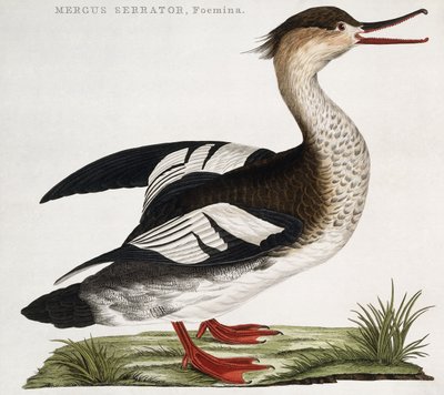 Mergus Serrator, Žena od Dutch School
