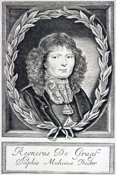 Regnier de Graaf, cca 1670 od Dutch School