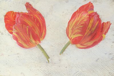 Studie tulipánů, cca 1830 (olej na papíře) od Dutch School