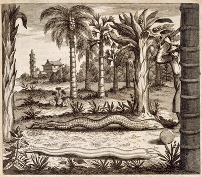 Kamenný had z Číny Ilustrovaný Athanasiem Kircherem (1601-80) 1667 od Dutch School
