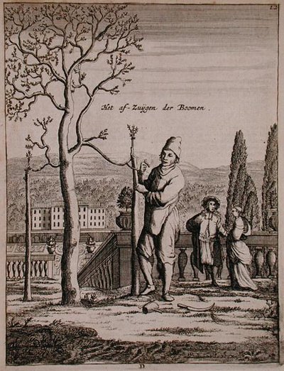 Training an espalier, z „De Nederlandze Hespeides“ od Jana Commelina, vydáno 1676 (rytina) od Dutch School
