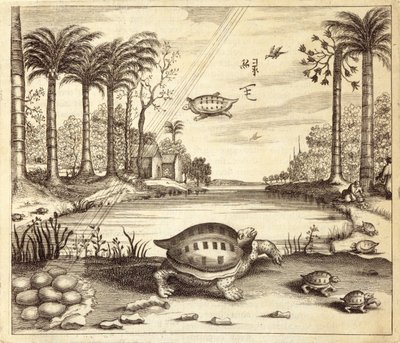 Líhnou se želví vejce, z Číny Ilustroval Athanasius Kircher (1601-80) 1667 od Dutch School
