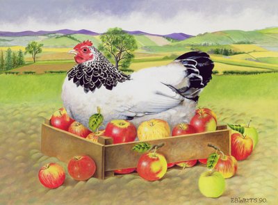 Slepice v krabici jablek, 1990 (akryl) od E.B. Watts