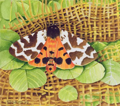 Tiger Moth, 1999 (akryl na papíře) od E.B. Watts