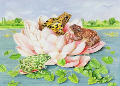 Leknín, 1998 (akryl na papíře) od E.B. Watts