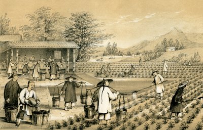 Kultura a příprava čaje, Čína, 1847. od E Gilks