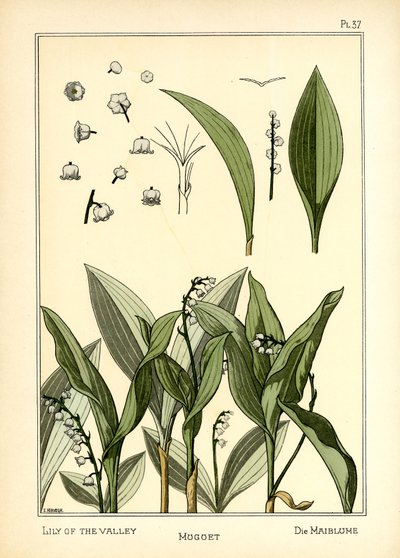 Konvalinka od E. Hervegh