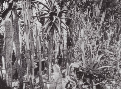 Kew Gardens, asi 1900 (čb fotografie) od E. J. Wallis