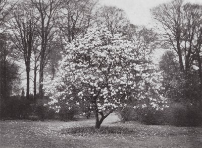 Kew Gardens, asi 1900 (čb fotografie) od E. J. Wallis