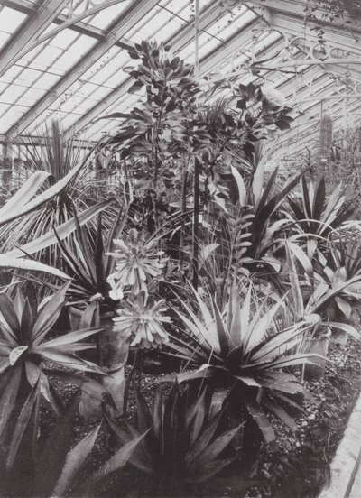 Kew Gardens, asi 1900 (čb fotografie) od E. J. Wallis