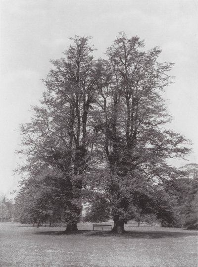 Kew Gardens, asi 1900 (čb fotografie) od E. J. Wallis