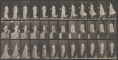 Pohyb zvířat. Elektrofotografické zkoumání... pohybů zvířat. Začátek..., 80. léta 19. století. od Eadweard Muybridge