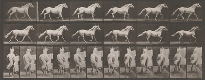 Pohyb zvířat. Elektrofotografické zkoumání po sobě jdoucích fází zvířete ..., 80. léta 19. století. od Eadweard Muybridge