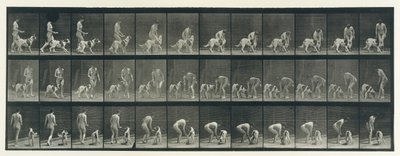 Pohyb zvířat. Elektrofotografické zkoumání po sobě jdoucích fází zvířete ..., 80. léta 19. století. od Eadweard Muybridge