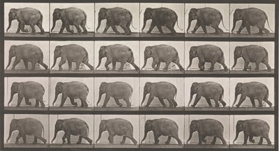 Pohyb zvířat. Elektrofotografické zkoumání po sobě jdoucích fází zvířete ..., 80. léta 19. století. od Eadweard Muybridge