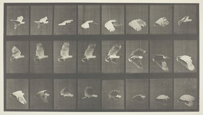 Animal Locomotion, deska 758, 1887. od Eadweard Muybridge
