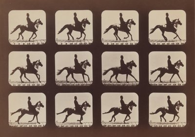 Postoje zvířat v pohybu, 1879, vytištěno 1881. od Eadweard Muybridge
