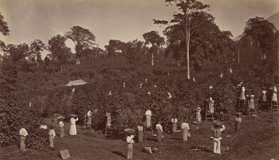 Sklizeň kávy, Las Nubes-Guatemala, 1875. od Eadweard Muybridge
