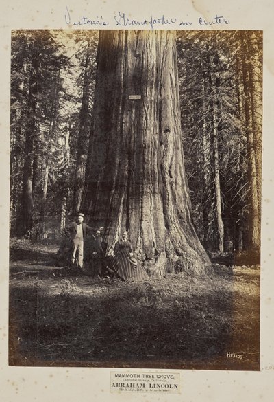 Mamutí háj, Calaveras County, Kalifornie. Abraham Lincoln. 320 stop vysoký, 54 stop v obvodu od Eadweard J. Muybridge