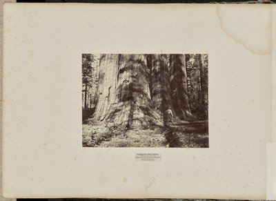 Mamutí háj, Calaveras County, Kalifornie. Skupina Salem Witch. Průměrná výška 300 stop, obvod 65 stop. od Eadweard J. Muybridge