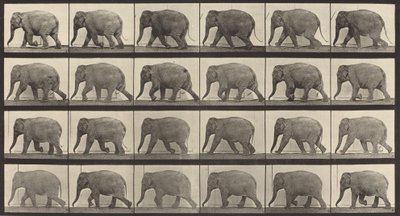 Číslo desky 733. Chůze slonů, 1887. od Eadweard Muybridge