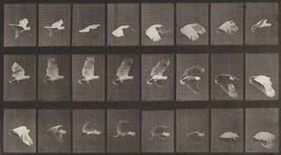 Číslo desky 758. Létání kakadu, 1887. od Eadweard Muybridge