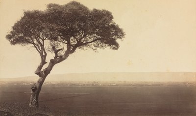 Krajina bez názvu poblíž Watsonville, Kalifornie, c. 1879. od Eadweard Muybridge