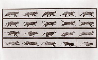 Kočičí klus a cval, Talíř 717 od Animal Locomotion, 1887 od Eadweard Muybridge