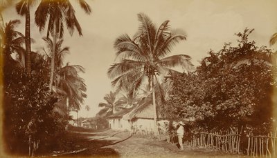 Kakaová palma - Retalhuleu, Guatemala od Eadweard Muybridge