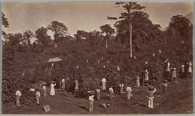 Sklizeň kávy, Las Nubes, Guatemala od Eadweard Muybridge