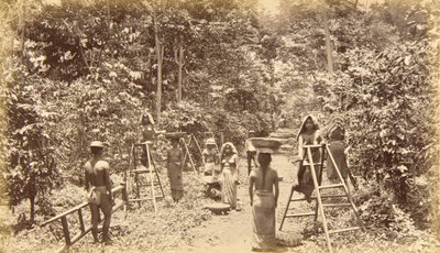 Sklizeň kávy v San Isidro - nadmořská výška 1000 stop, Guatemala od Eadweard Muybridge
