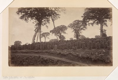 Kávová plantáž v Las Nubes, Guatemala od Eadweard Muybridge