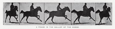 Eadweard Muybridge: Fáze ve cvalu koně (černobílá fotografie) od Eadweard Muybridge