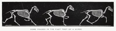 Eadweard Muybridge: Některé fáze v rychlém klusu koně (černobílá fotografie) od Eadweard Muybridge