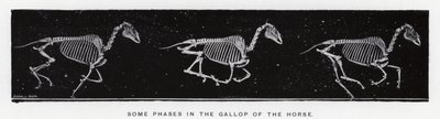 Eadweard Muybridge: Některé fáze ve cvalu koně od Eadweard Muybridge