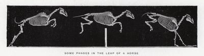 Eadweard Muybridge: Některé fáze ve skoku koně (černobílá fotografie) od Eadweard Muybridge