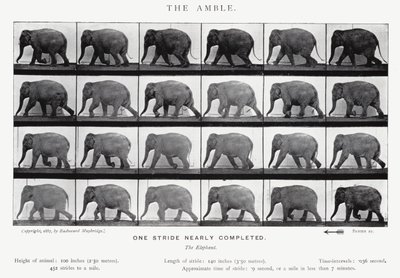 Eadweard Muybridge: The Amble (černobílá fotografie) od Eadweard Muybridge