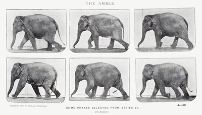 Eadweard Muybridge: The Amble od Eadweard Muybridge