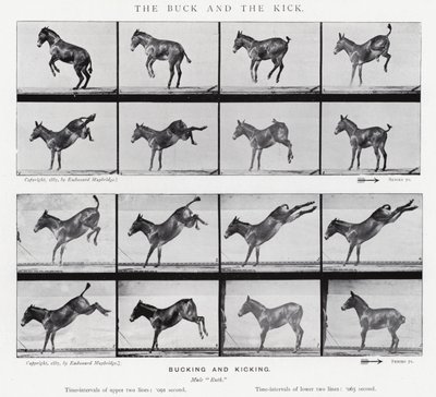 Eadweard Muybridge: The Buck and the Kick (černobílá fotografie) od Eadweard Muybridge