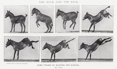Eadweard Muybridge: The Buck and the Kick (černobílá fotografie) od Eadweard Muybridge